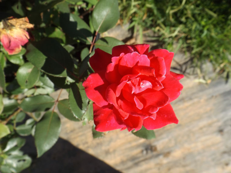 Knock Out Rose